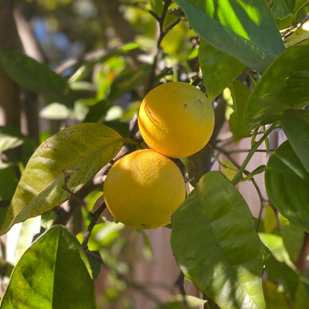 Meet your Posher, Kalie